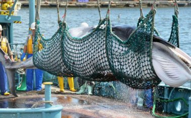 La investigación exige dispararles con arpones tipo granada.  Internet