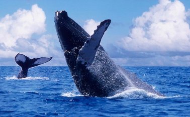 Bahía Solano y Nuquí se preparan cada año para recibir entre julio y octubre las ballenas jorobadas. Colprensa