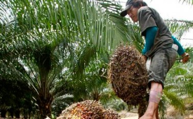 En el departamento hay 15.224 hectáreas sembradas con palma de aceite. Archivo La Opinión