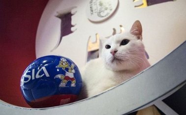 Este gato será el que intentará adivinar los ganadores de los partidos del Mundial de Rusia que comienza el próximo jueves. Sputnik News