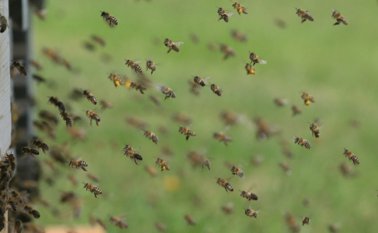 Las autoridades indicaron que la gente entró en pánico y reaccionaron moviendo pañuelos y toallas. Internet