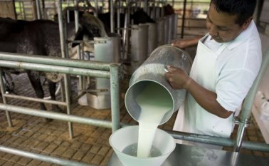Cerca de 30.000 litros de leche demás se producen a diario en Norte de Santander, los cuales servirían para compensar los 20.000 litros de leche que se traen de afuera por medio del Plan de Alimentación Escolar (PAE). Archivo
