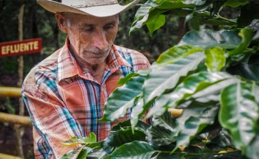 Caficultores. Archivo