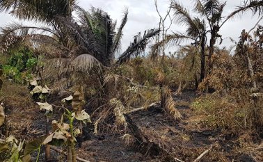 Junto con Nariño y Chocó el departamento es uno de los de mayores reducciones en superficie deforestada. Colprensa