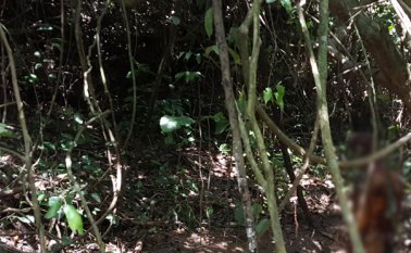 El cuerpo fue encontrado en esta zona boscosa, cercana al corregimiento de San Faustino. La Opinión