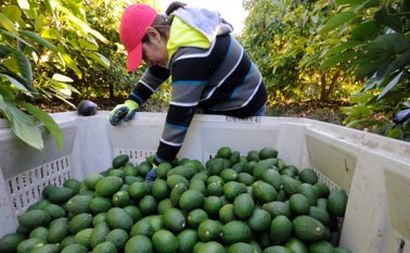 Toledo, Chinácota y Labateca son los municipios que hasta el momento tienen cultivo de aguacate hass. Internet
