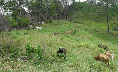 Las quemas también constituyen otro problema asociado al deterioro de la flora. Archivo