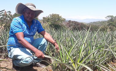 Cultivo de piña en Guachené. Colprensa