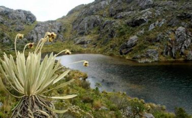 El obgetivo del ONG es de Preservar ecosistemas de fundamental importancia para el abastecimiento de agua en la capital santandereana y su área metropolitana. Colprensa