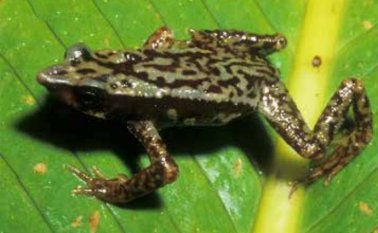 Macho adulto colectados en junio 1994 en el Parque Natural Regional Ucumarí, Pereira, Risaralda. Cortesía