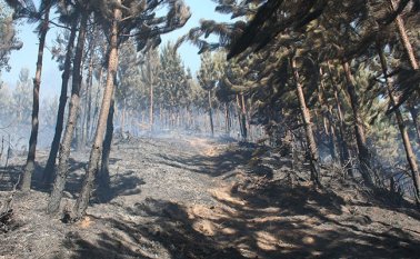 En los últimos 25 años la superficie forestal total del planeta disminuyó del 31,6% al 30,6 %. Archivo AFP