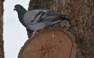 Palomas en Cúcuta. Archivo La Opinión
