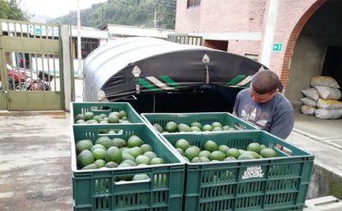 El país tiene 15.530 hectáreas de este producto. Colprensa