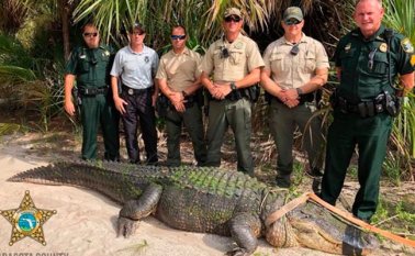 Los seis agentes que capturaron al reptil inmovilizado se toman una foto de recuerdo. Condado de Sarasota /Oficina del Sheriff