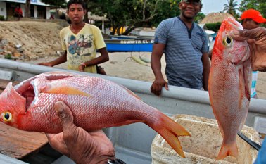 En términos per cápita, se prevé que el consumo mundial de pescado alcance los 21,5 kilos en 2030. Colprensa