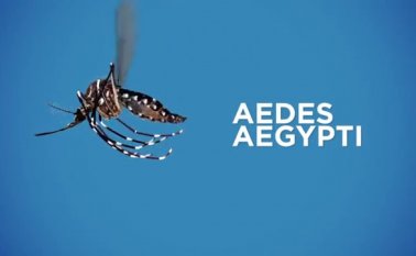 Ciclo de vida del mosquito Aedes Aegypti / YouTube Internet