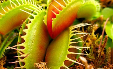 550 plantas carnívoras de 52 especies diferentes Internet