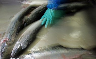 La justicia ambiental puede imponer sanciones que alcanzan hasta 7 millones de dólares. AFP