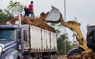 La palma de aceite le aportó al país más del 6% del Producto Interno Bruto (PIB) agropecuario en el año 2017. Archivo