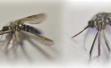 Archivo / La Opinión