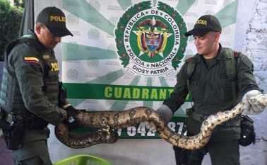 Cortesía