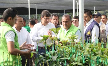 Roberto Vélez Vallejo, gerente general de la Federación Nacional de Cafeteros, visita las plantaciones de café del proyecto ‘Jóvenes cafeteros’, en el municipio de Arboledas. Alfredo Estévez
