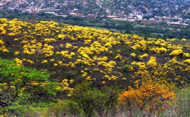 Los árboles de cañaguate, comunes en zonas de bosque seco de Cúcuta, engalanan los cerros de la frontera y permiten captar bellas imágenes. Colprensa
