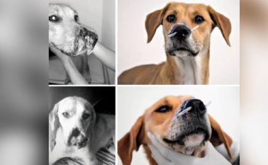 Su fosa nasal tenía un traumatismo grave y presentaba perdida de tejido del hocico. Colprensa