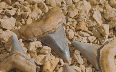 Los dientes del extinto tiburón "Carcharocles angustidens" podía llegar a medir 9 metros.  Internet