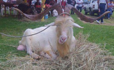 Este cabro de la raza saanen da la bienvenida a quienes quieren conocer la parte agropecuaria de Villa Marina. La Opinión