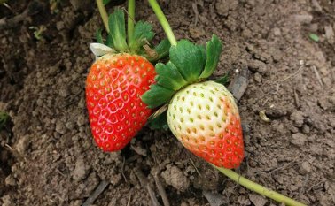 A la fecha se han realizado tres mesas técnicas, en las que intervinieron los actores institucionales para fortalecer la propuesta. Cortesía