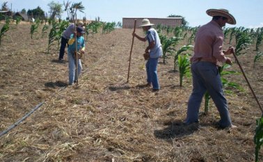 Para financiar las pólizas que protegen los proyectos productivos. Archivo