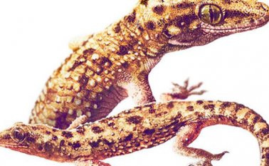 Se revela que la dispersión de vertebrados terrestres y acuáticos en el país se ha dado principalmente por escape accidental hacia un entorno natural. Internet