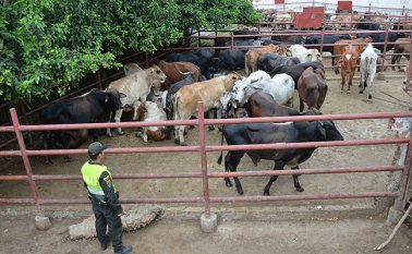 En junio de este año, los sacrificios en los frigoríficos de la región se triplicaron por cuenta del aumento sorpresivo en los precios de la carne venezolana.
Archivo
