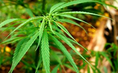 El negocio del cannabis puede facturar al menos unos 7.000 millones de dólares al año. Colprensa