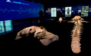 El visitante se siente atrapado por los sonidos del océano, en particular los "cantos" de la decena de especies. AFP