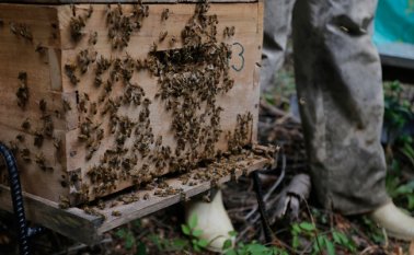 La primera cosecha de miel de colmenas, fueron donadas por Oro Legal y Oleoductos de Colombia, tras un proyecto que arrancó en 2017. Colprensa
