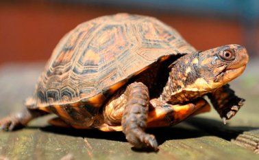 Internet/referencial