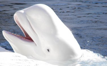 En una investigación de datos de ballenas muertas encontraron ovarios durmientes.  Internet