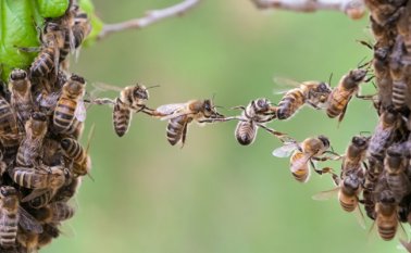 Los campesinos reportaron la muerte de las abejas de 1.200 colmenas. Internet