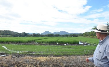 Mientras tanto los arroceros expresaron su preocupación por la crisis de precios que afronta el sector. Colprensa
