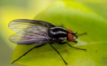 Según investigadores, las temperaturas más cálidas aumentan exponencialmente las tasas metabólicas de los insectos. Colprensa