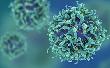 El objetivo final del estudio es regenerar en pacientes grandes superficies de piel para tratar grandes quemados o úlceras profundas que, por ejemplo, se dan en determinados casos de diabetes. Internet