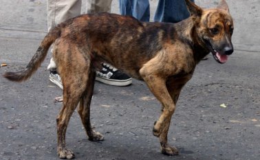 Se están haciendo jornadas de esterilización gratuitas en las comunidades. Archivo