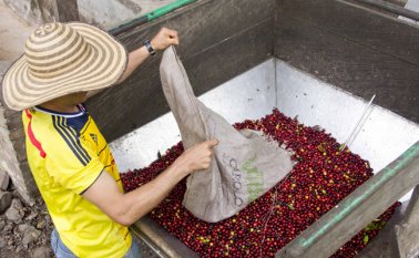 La alta producción de países como Brasil y Vietnam presionó el precio internacional del café a la baja, con consecuencias negativas para Colombia.  Archivo