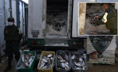 La mercancía le fue aplicada la medida cautelar de aprehensión y fue puesta a disposición de la Dirección Seccional Aduanas Cúcuta. La Opinión