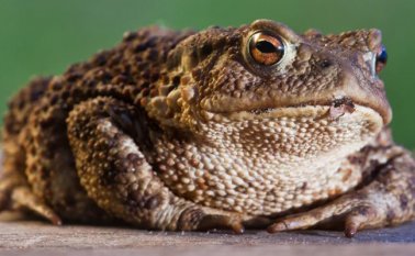 Venenoso sapo de caña (Rhinella marina). Internet