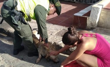 La legislación establece multas y penas de hasta 36 meses de cárcel por maltrato animal y se pueden pagar por fuera de la cárcel si son inferiores a cuatro años. Policía Nacional