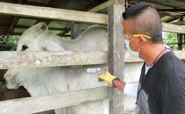 El 29 de octubre inicia un nuevo ciclo de vacunación para registrar, como mínimo, a 22 millones de cabezas de ganado en el país. Colprensa