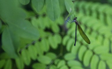 La deforestación viene desbastando la superficie de bosque. Colprensa